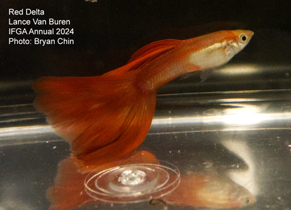 guppy red 